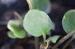 Largeleaf grass of Parnassus